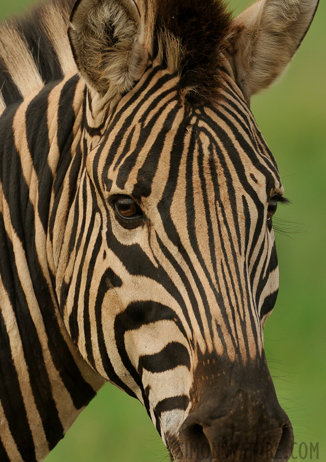 Equus quagga chapmani [550 mm, 1/640 sec at f / 8.0, ISO 1000]